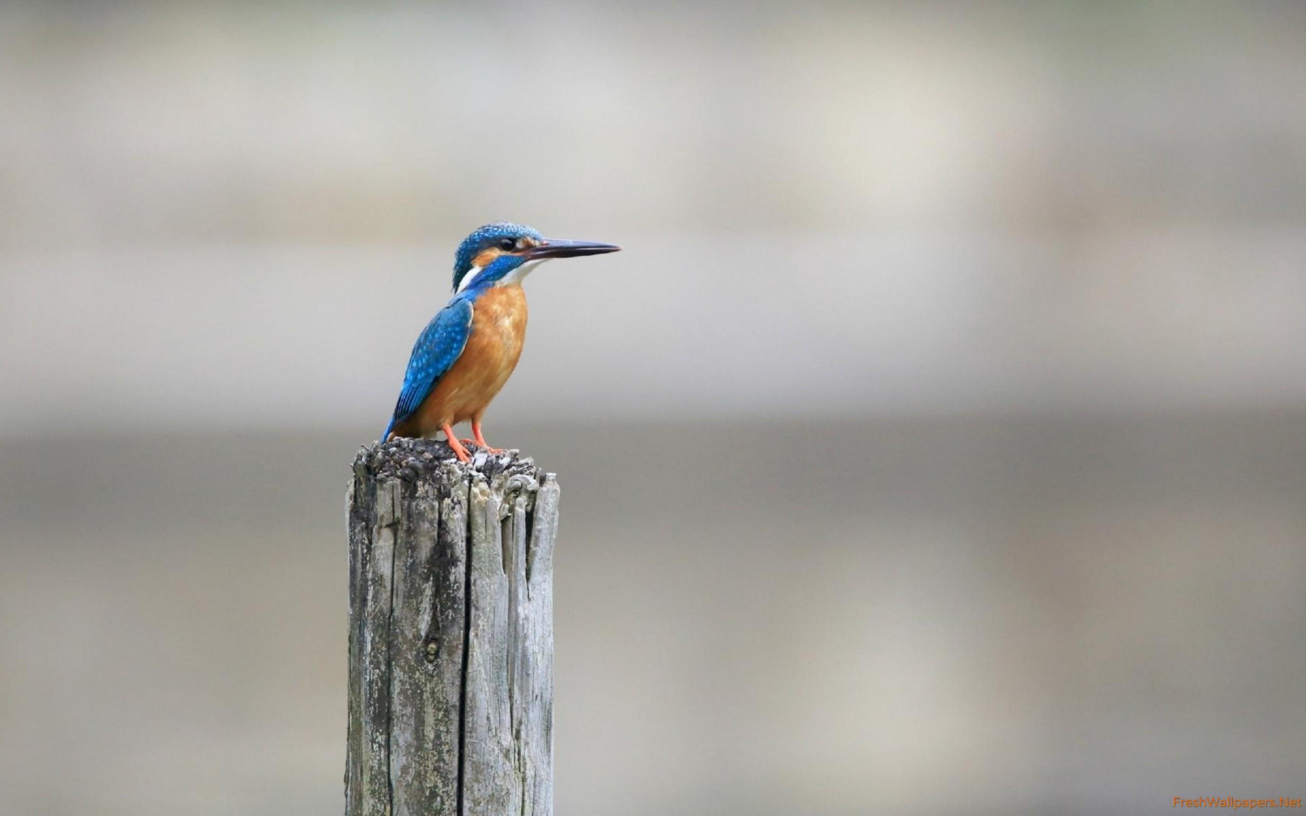 Belted kingfisher on a pillar wallpaper