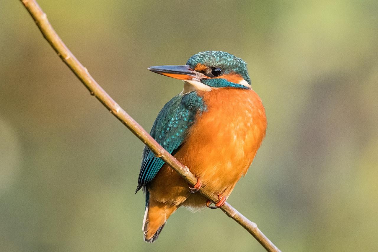 Picture Common Kingfisher Birds Branches Animals