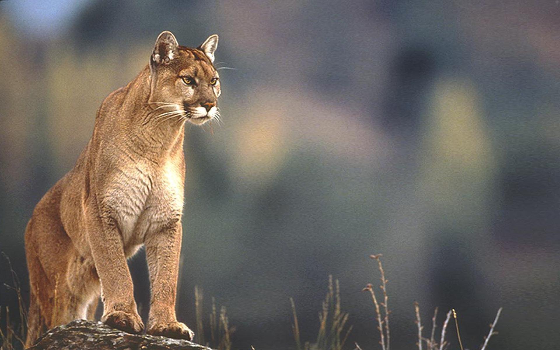 Puma Cat Wallpaper Puma Cat Wallpaper