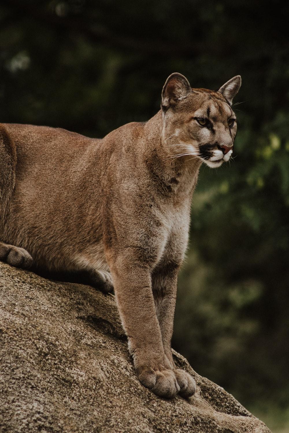 Puma Picture [HD]. Download Free Image