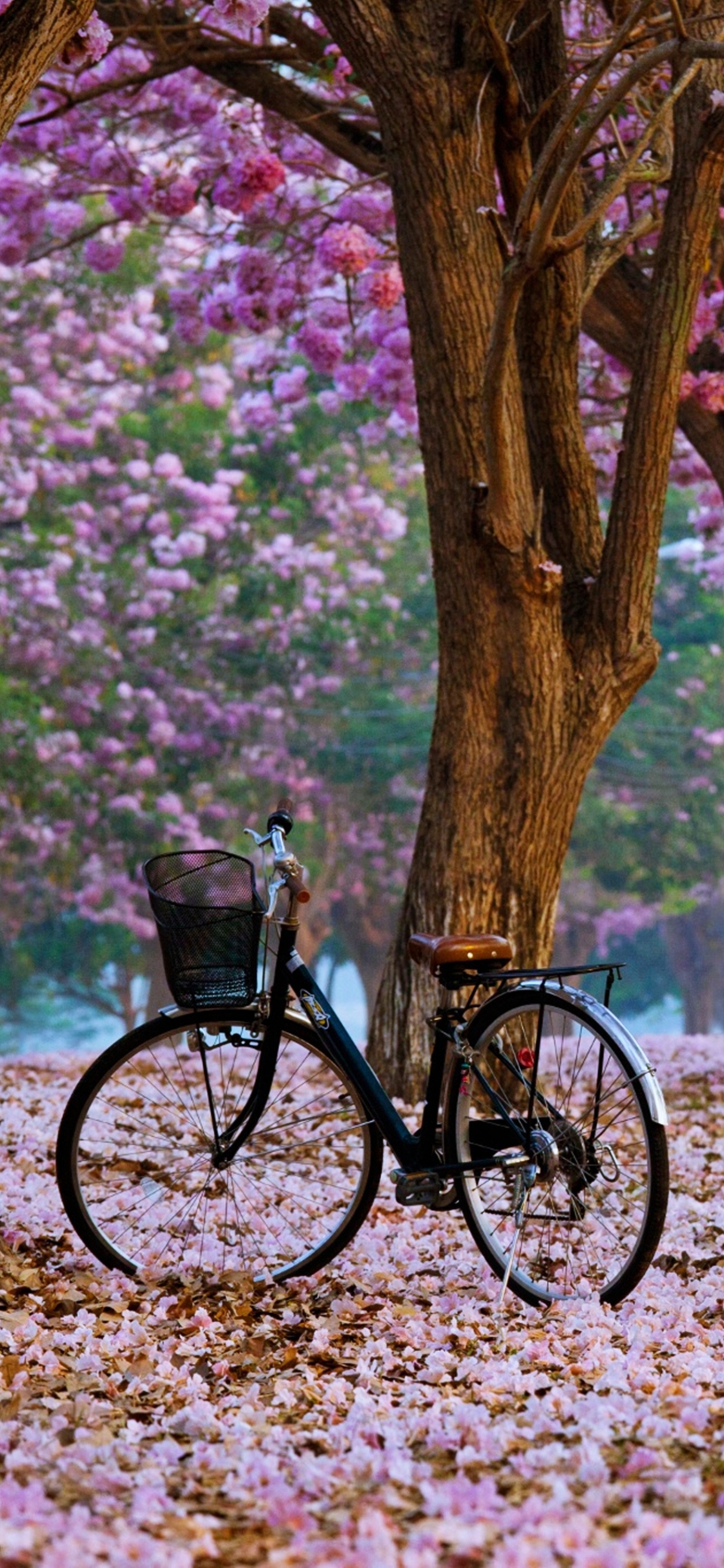 Vehicles Bicycle (1125x2436) Wallpaper
