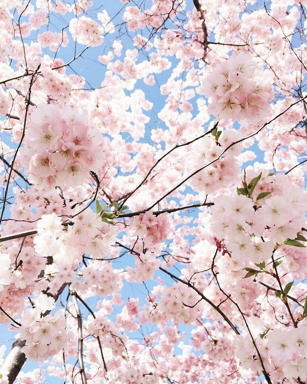 Mobile Wallpaper For Romantic Cherry Blossom Season Images Free Download on  Lovepik  400480376