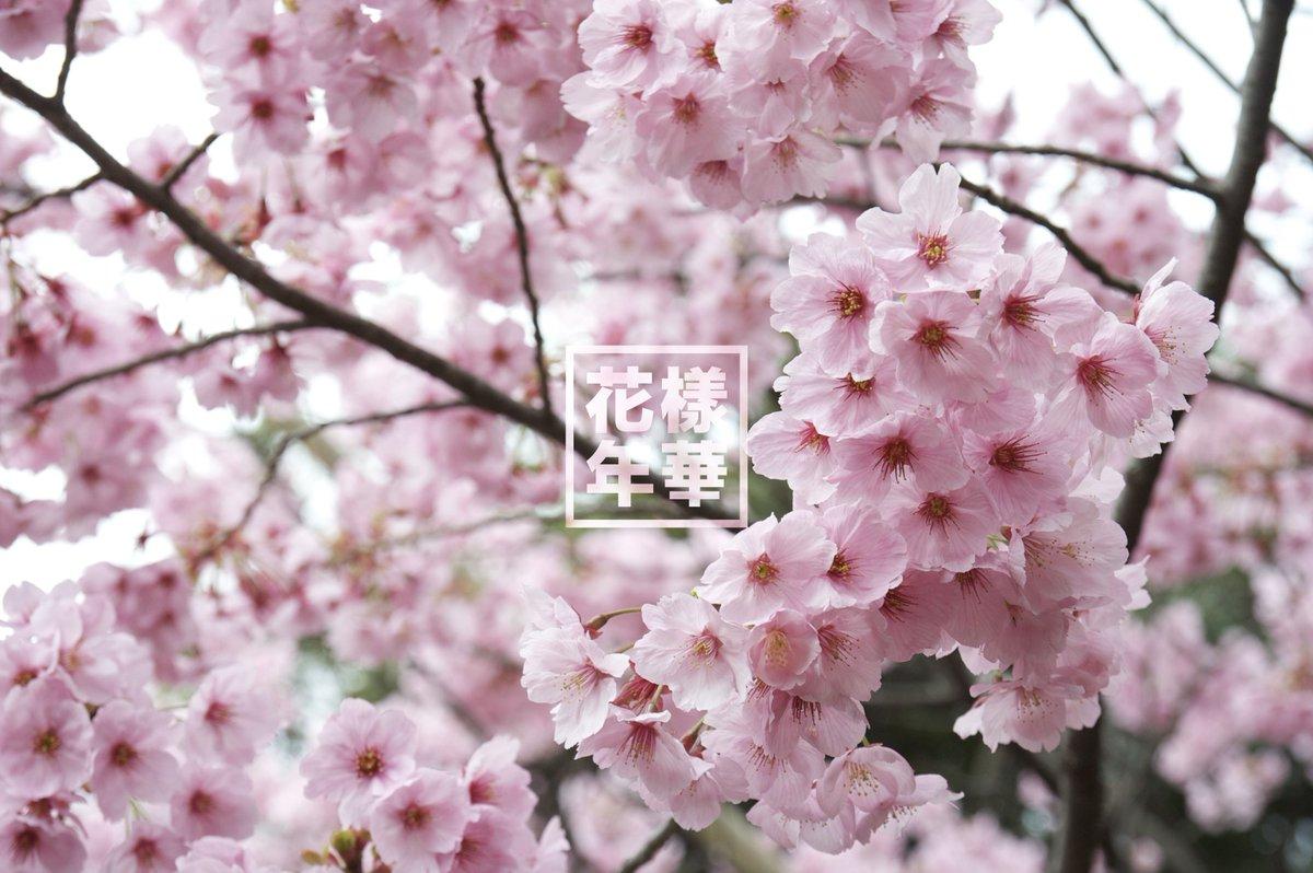 33+ Cherry Blossom Aesthetic Wallpaper