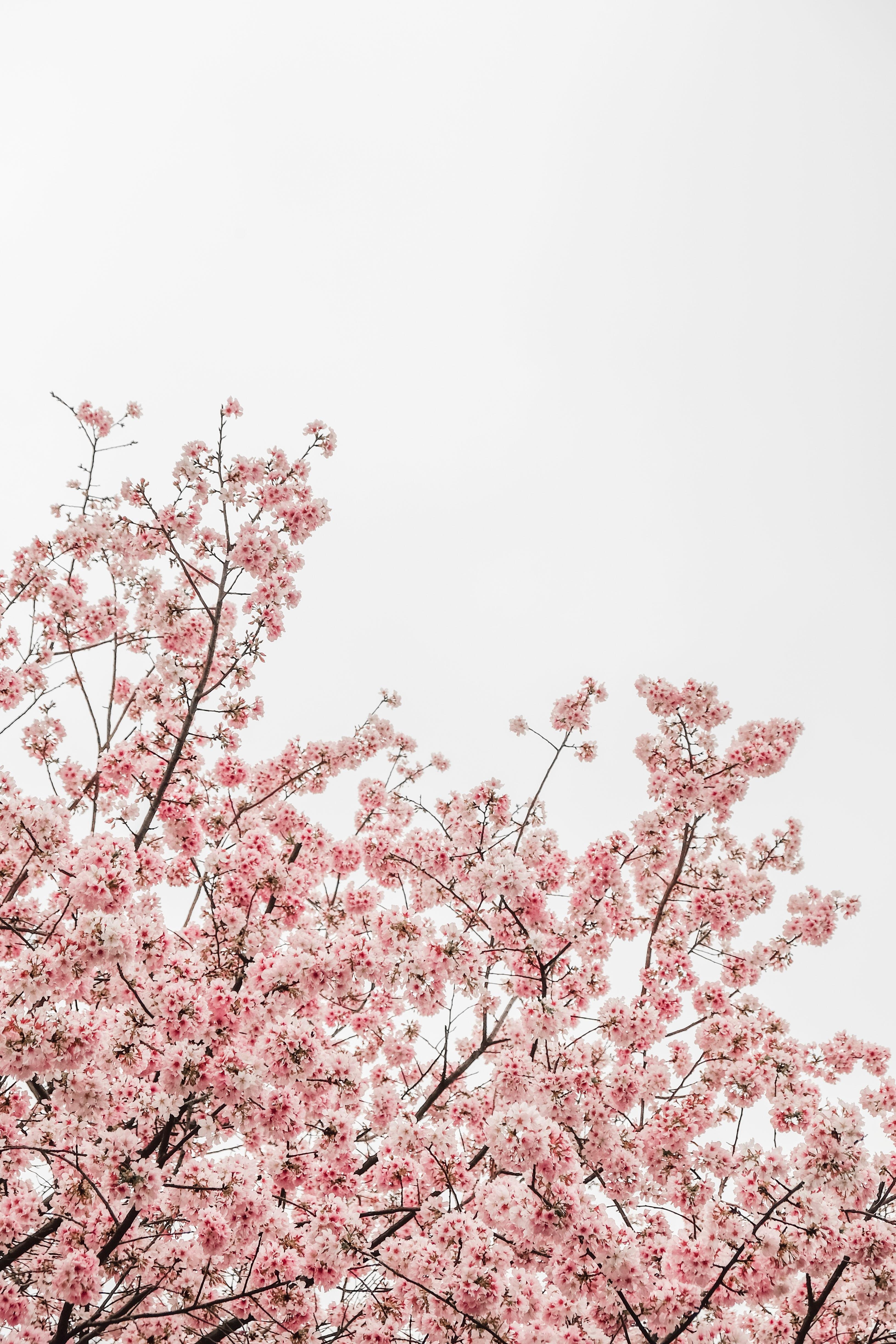 Aesthetic iPhone Japanese Cherry Blossom Wallpaper