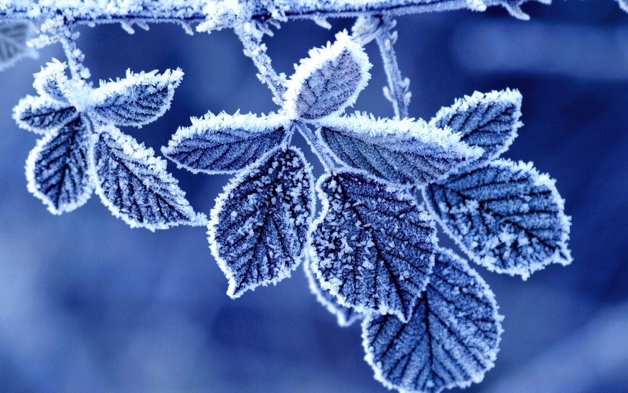 frozen #frost #leaves #leaf #winter #snow. Winter