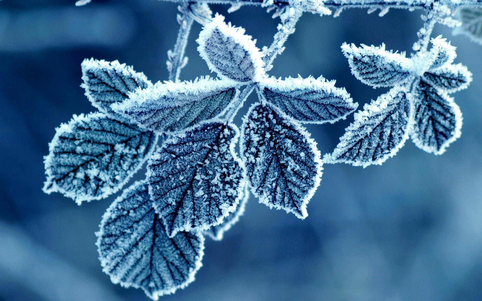 blue frozen leafs winter Wallpaper and Free