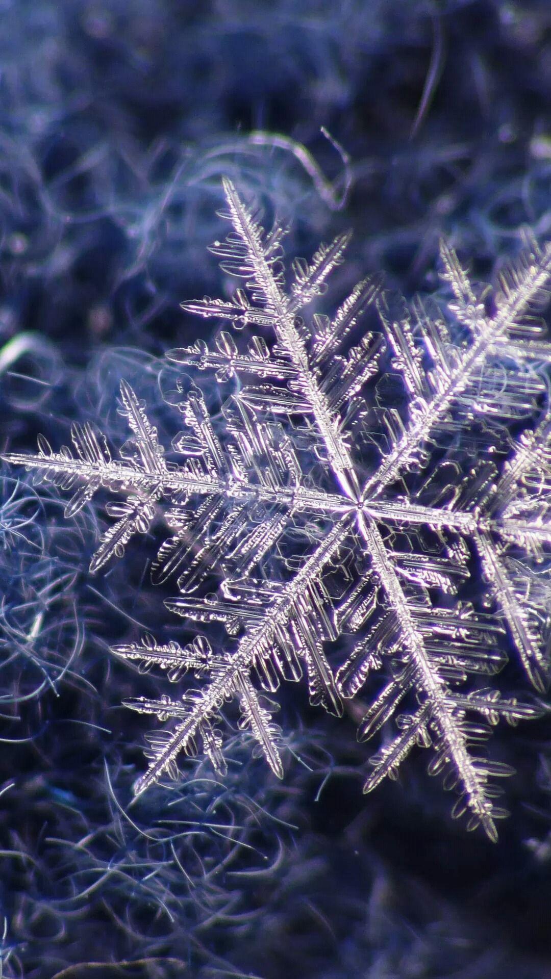 Beautiful Winter Season Frozen Snowflake Winter Wallpaper