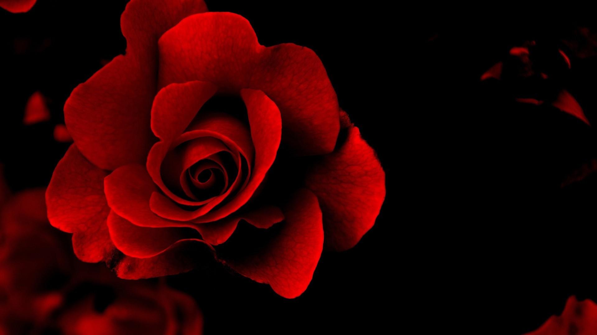 Red Rose with Black Background