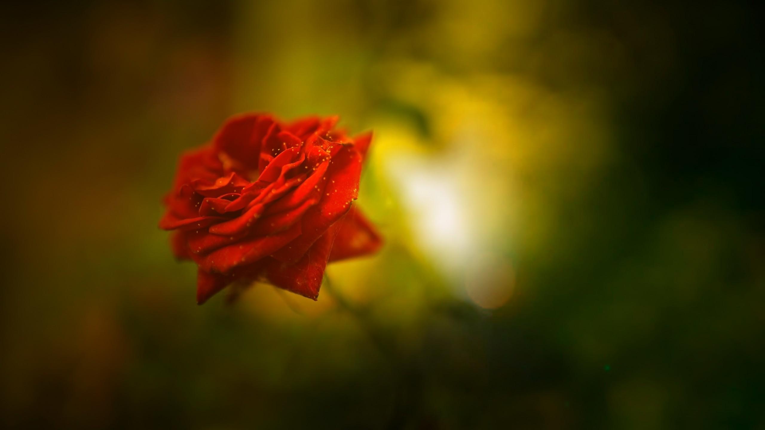 Red Rose Wallpaper