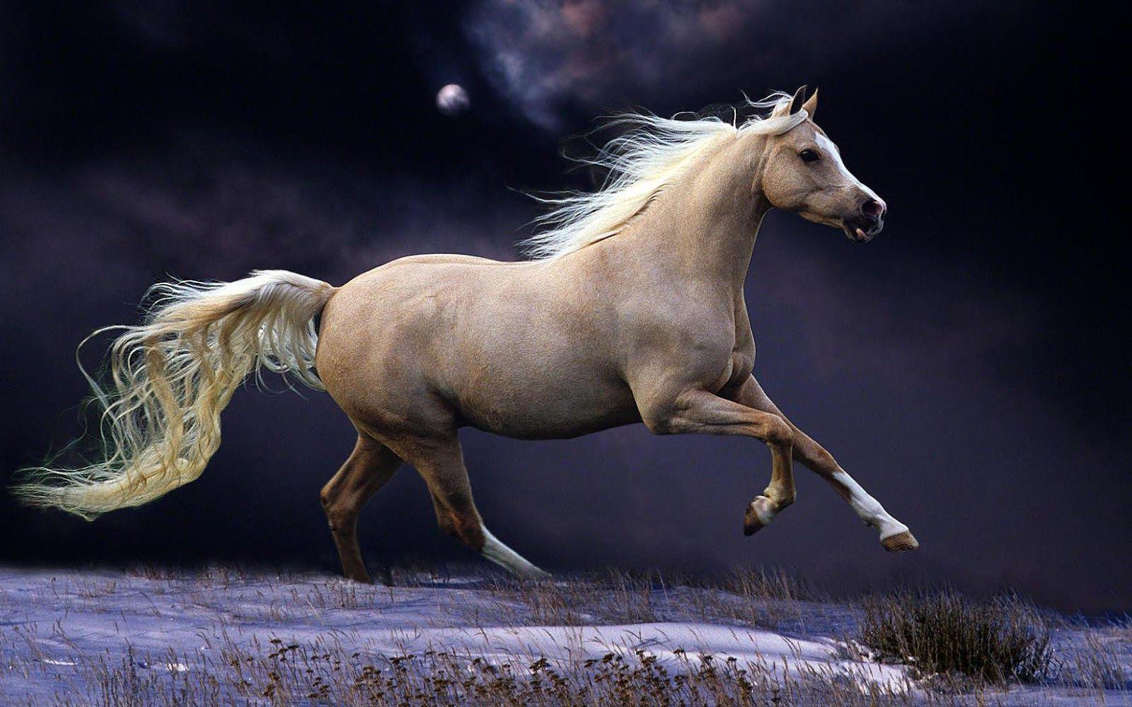 running horse. Horses, Horse wallpaper, Beautiful horses