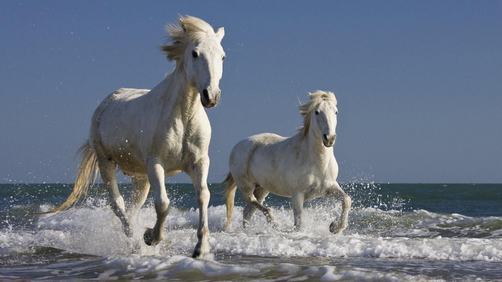white, surf, horses, running wallpaper