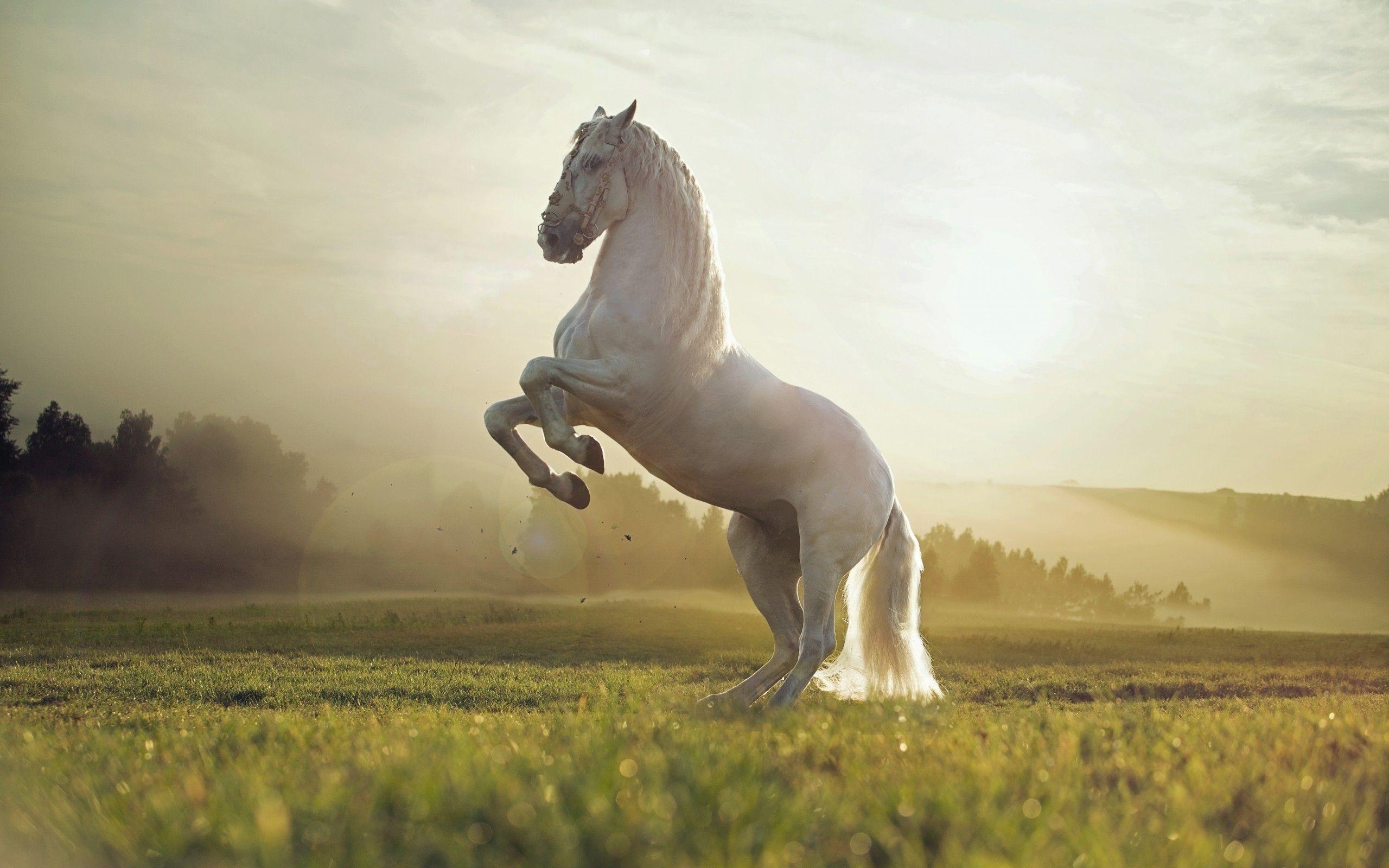 Beautiful Horse Desktop Wallpaper