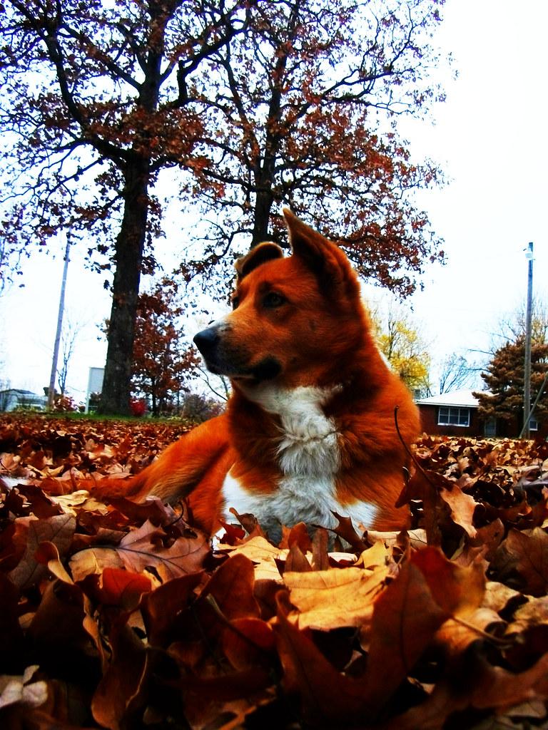 The World's most recently posted photo of ausky and dog