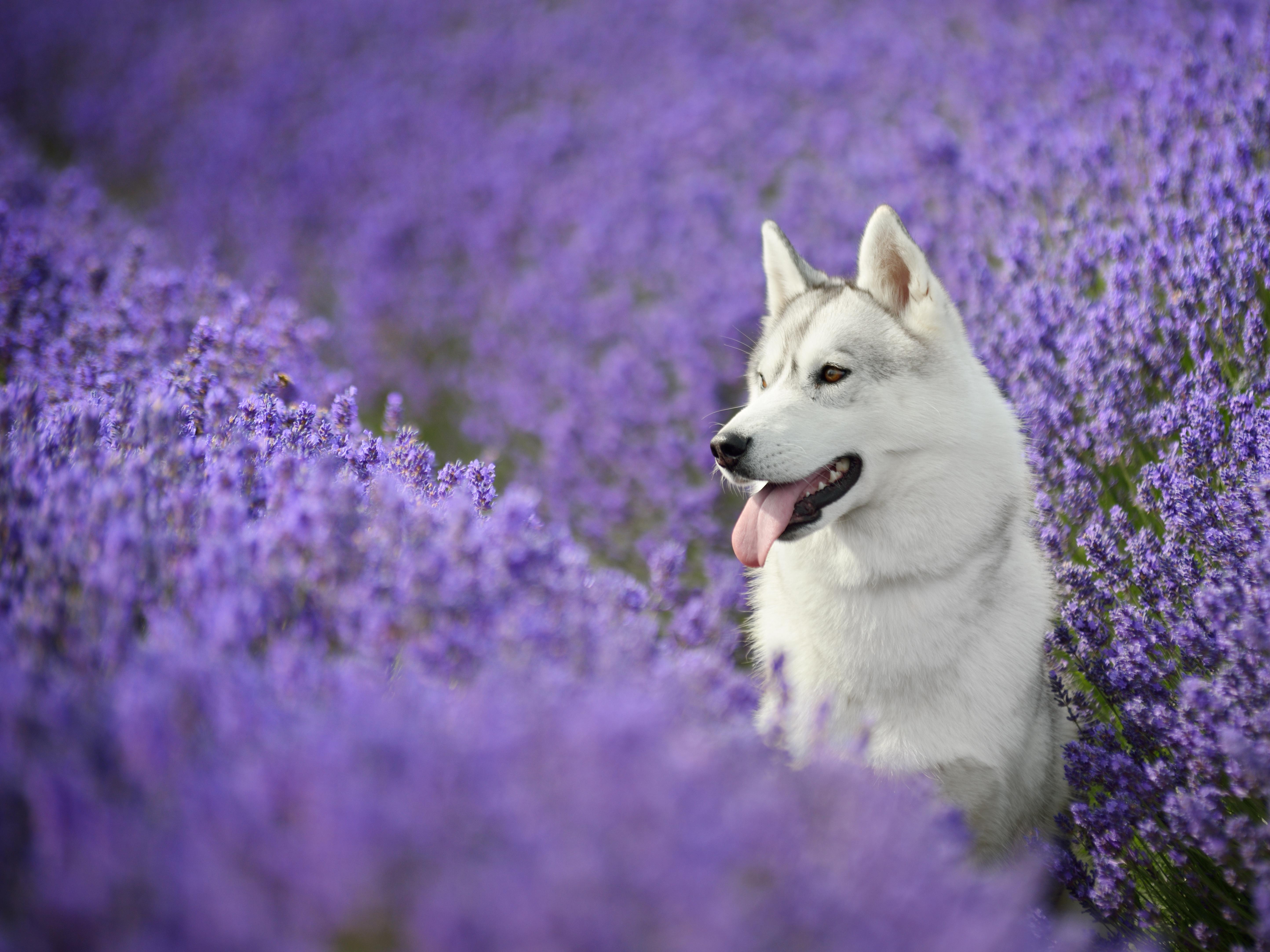 Siberian Huskies Dog Breed Information, Facts and FAQs