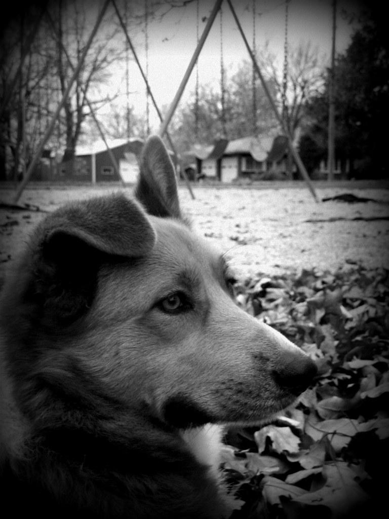 The World's Best Photo of auskies and husky Hive Mind