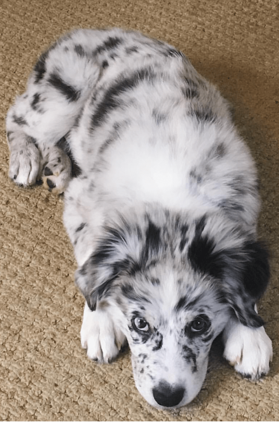 Animals. Dogs, Cute dogs, Cute baby