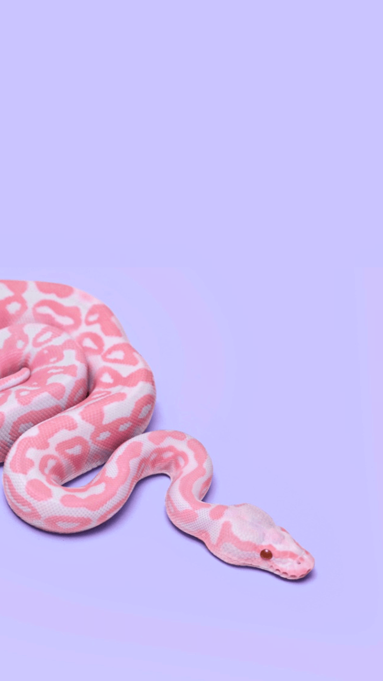 zquadlocks. Snake wallpaper, Pink snake, Snake art