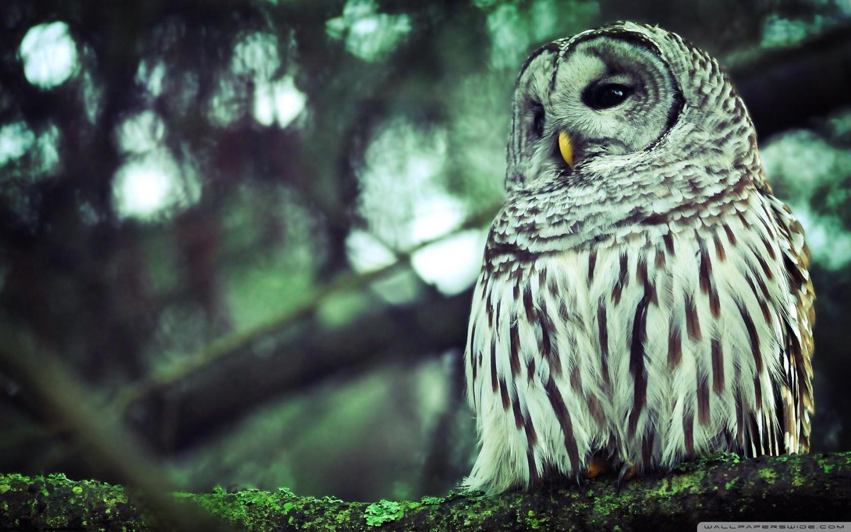 Wallpaper Animal Owl HD