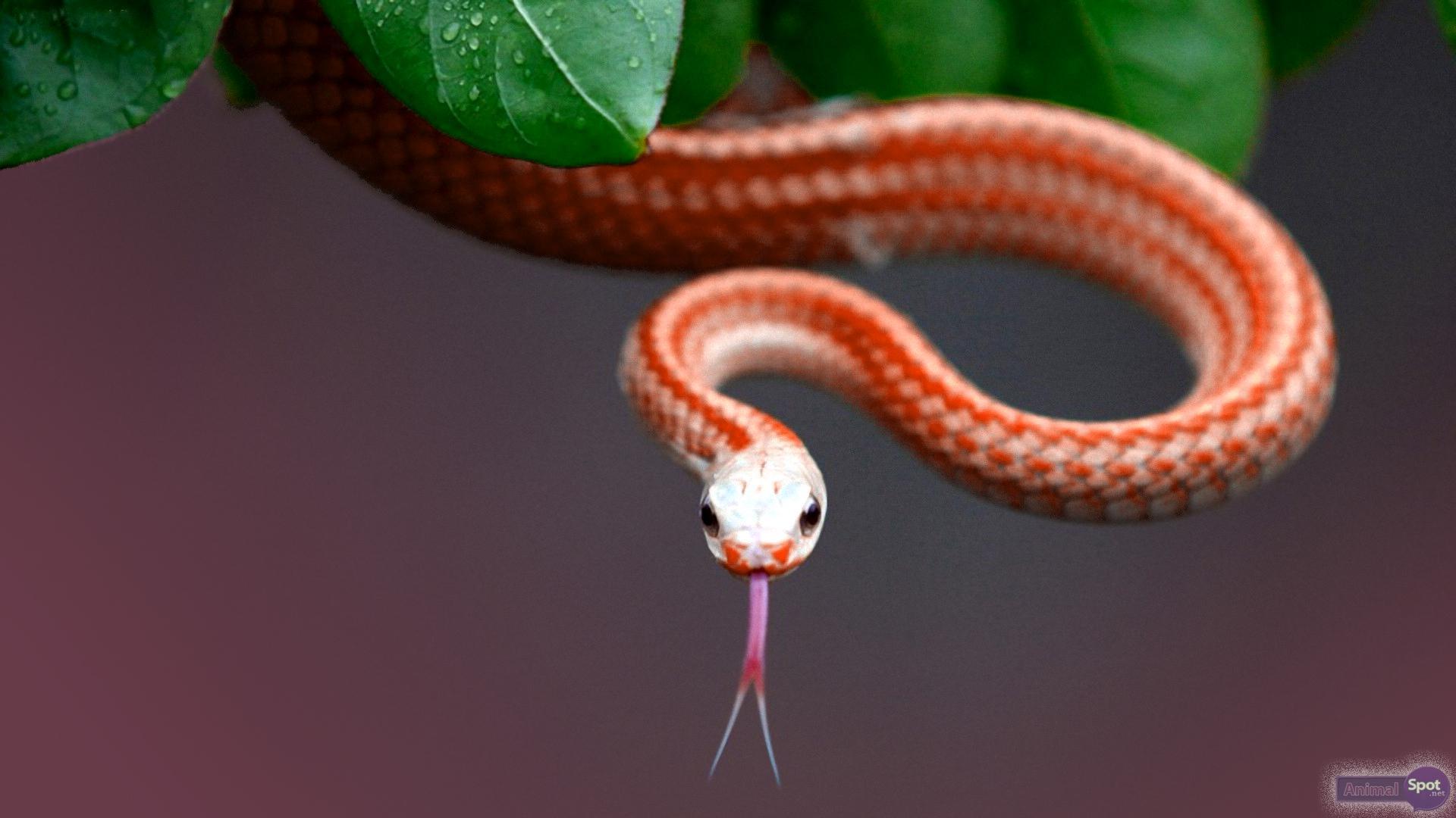 Download Wallpaper Snakes, HD Background Download