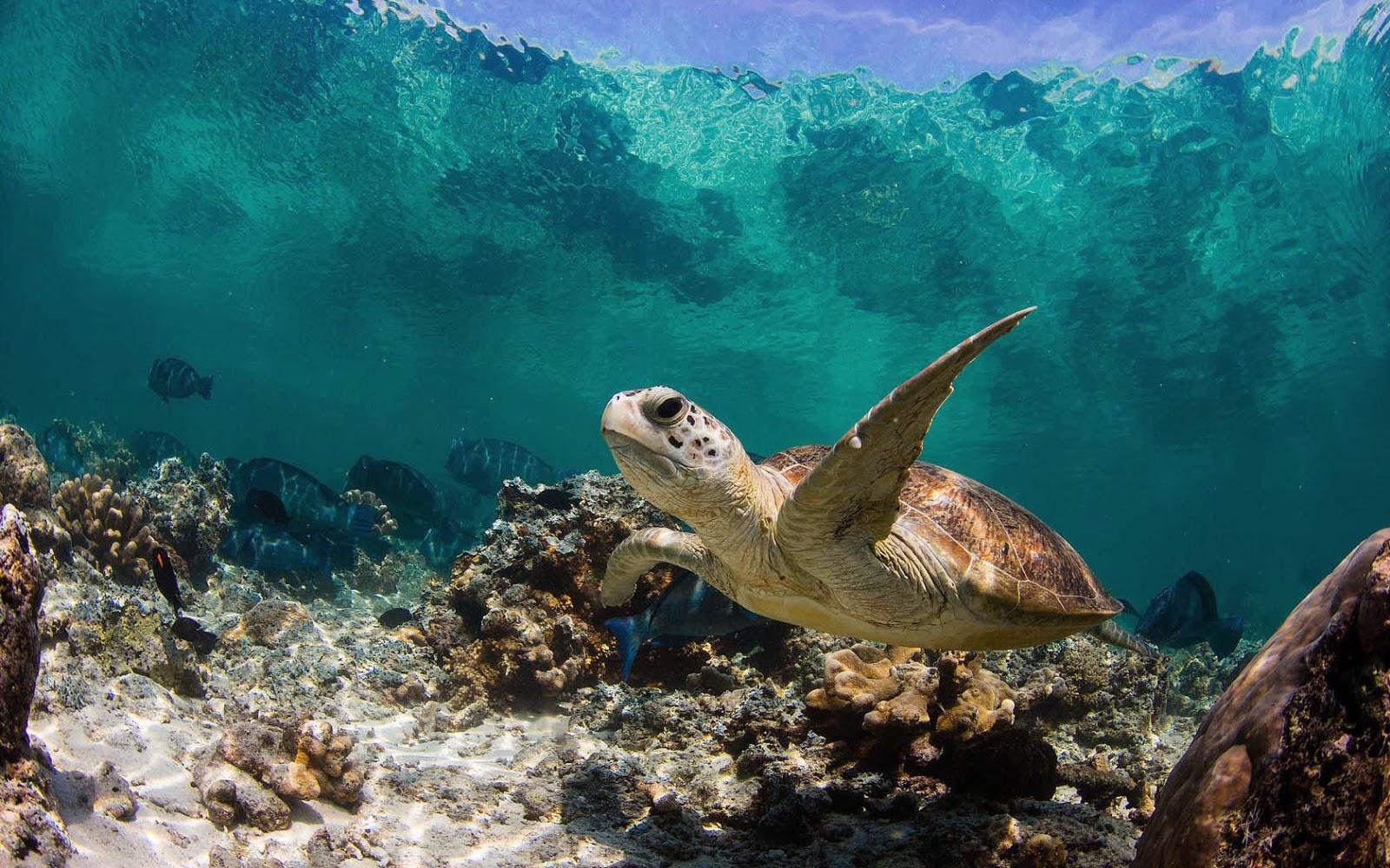 Turtle swimming underwater wallpaper. HD Animals Wallpaper