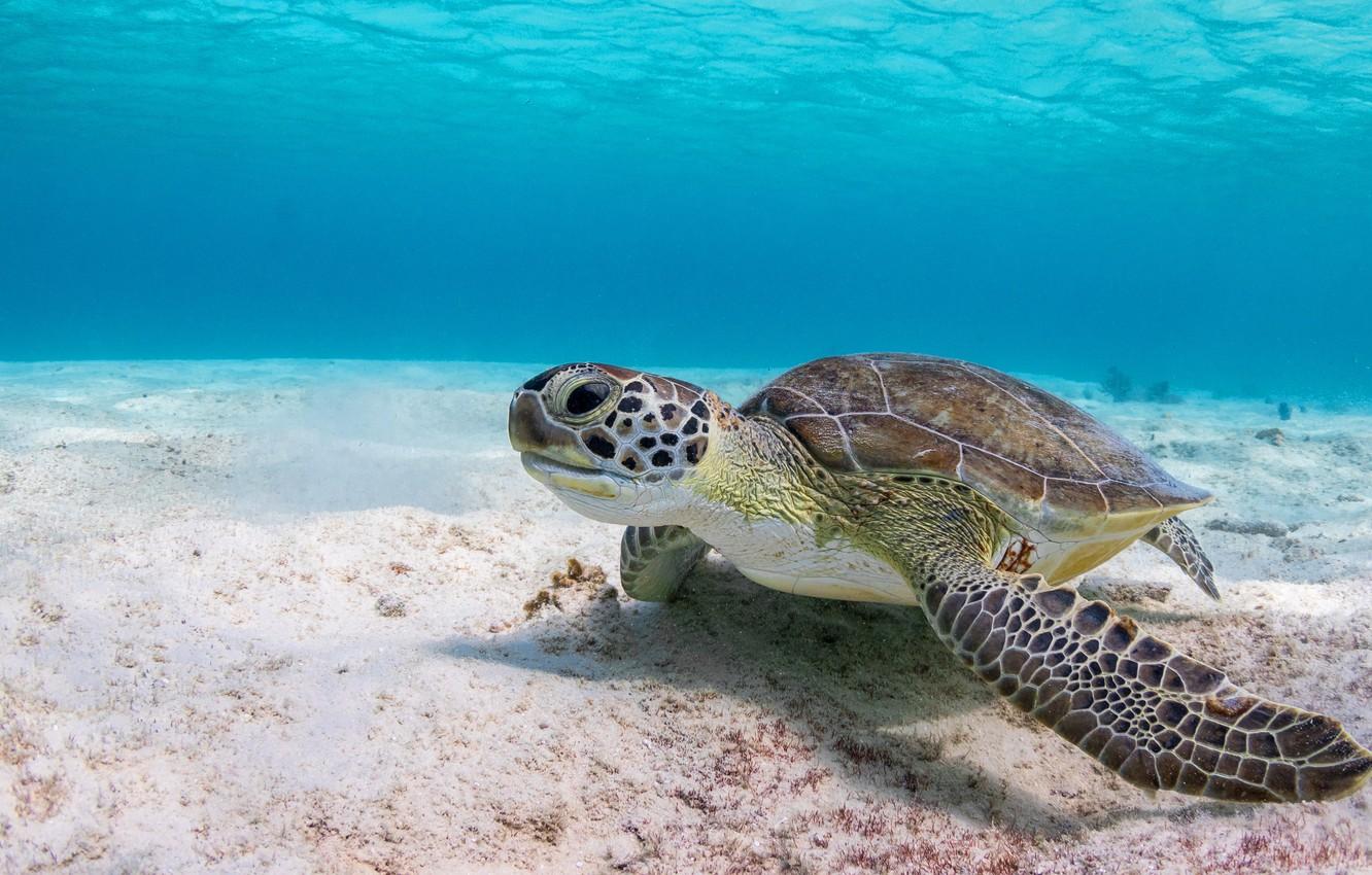 Wallpaper sea, water, background, turtle, underwater world