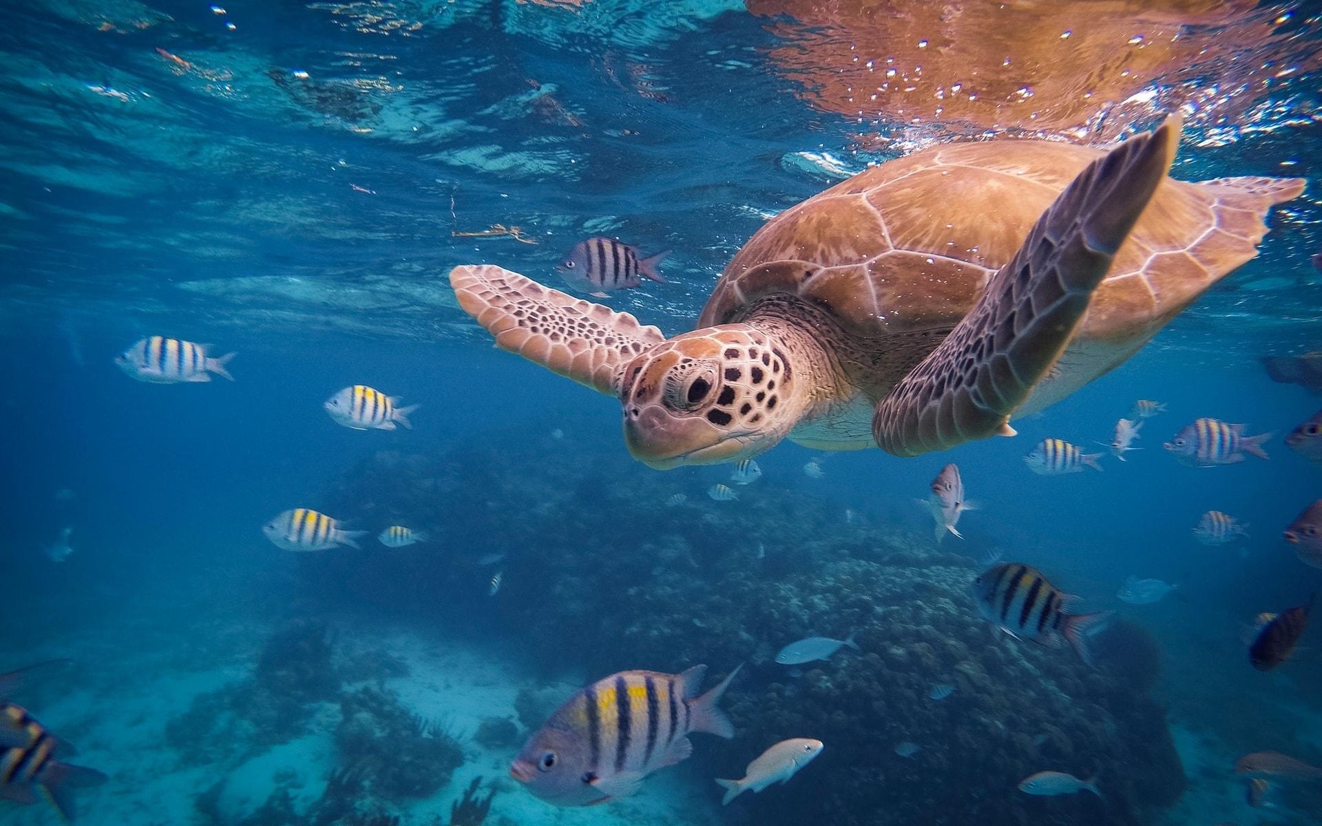 Turtle Diving Underwater Blue Water Wallpaper
