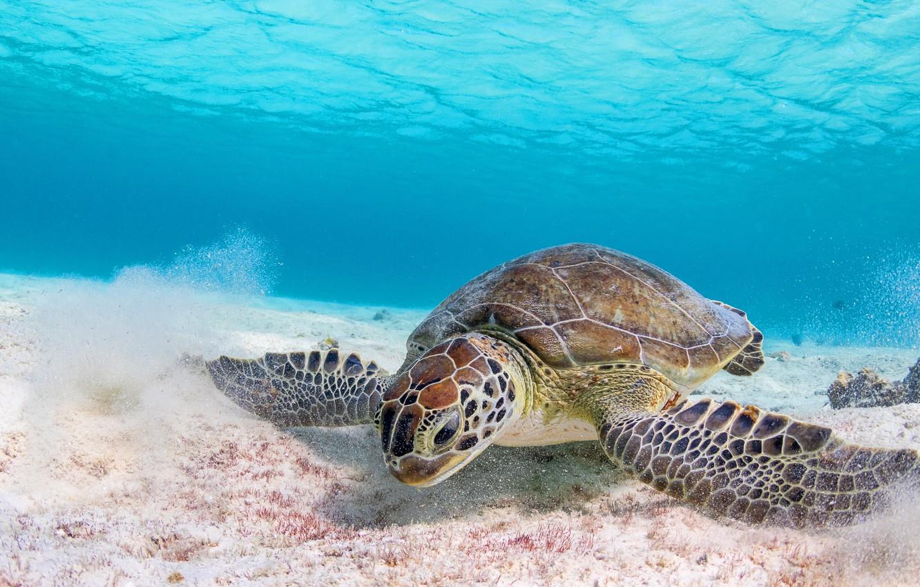 Wallpaper sand, sea, water, background, turtle, underwater