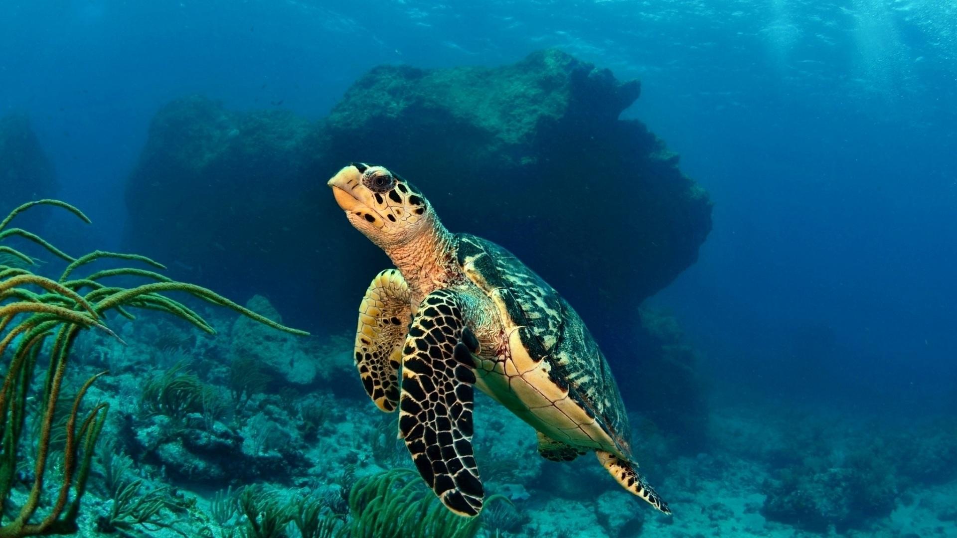 Download 1920x1080 HD Wallpaper turtle swim tropic