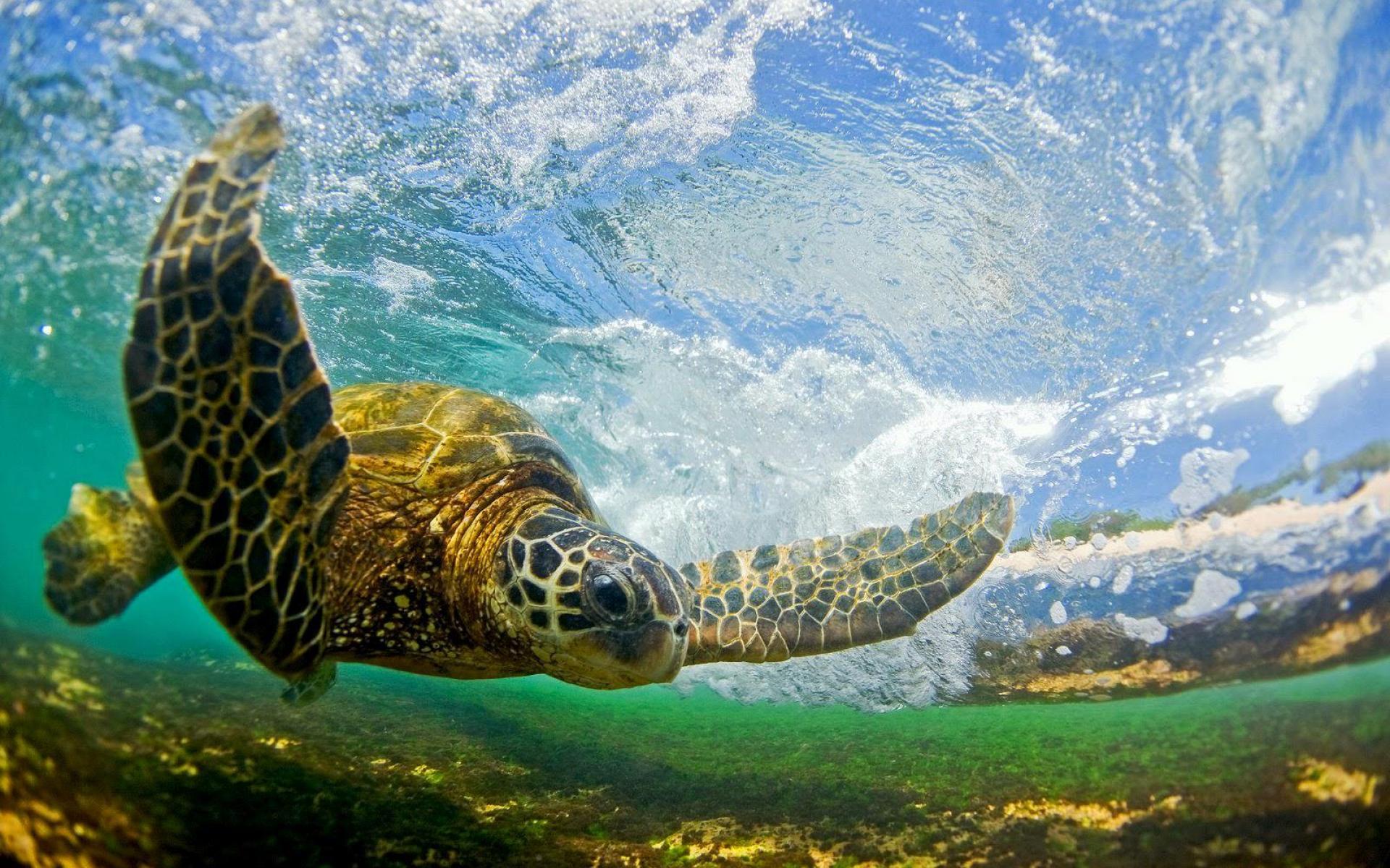 Green Sea Turtle Wallpaper