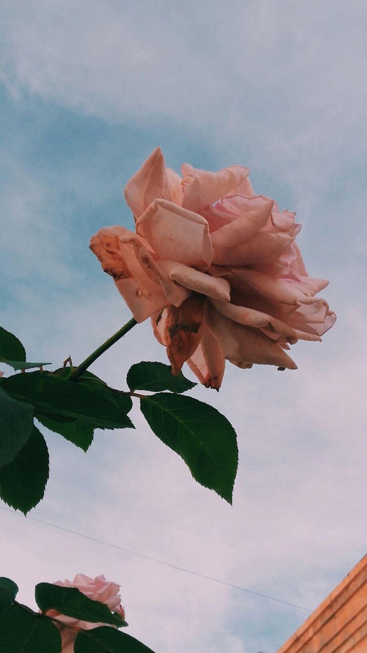 Cute Aesthetic Wallpapers Wallpaper Cave Cute Aesthetic Wallpapers Wallpaper Cave