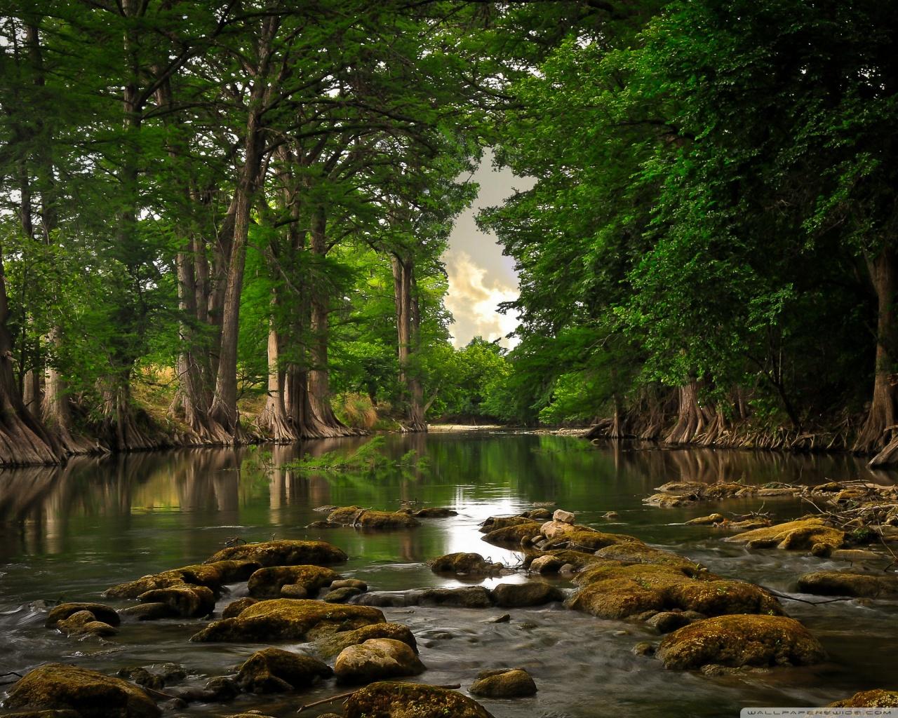 Tree Mobile Wallpapers Wallpaper Cave