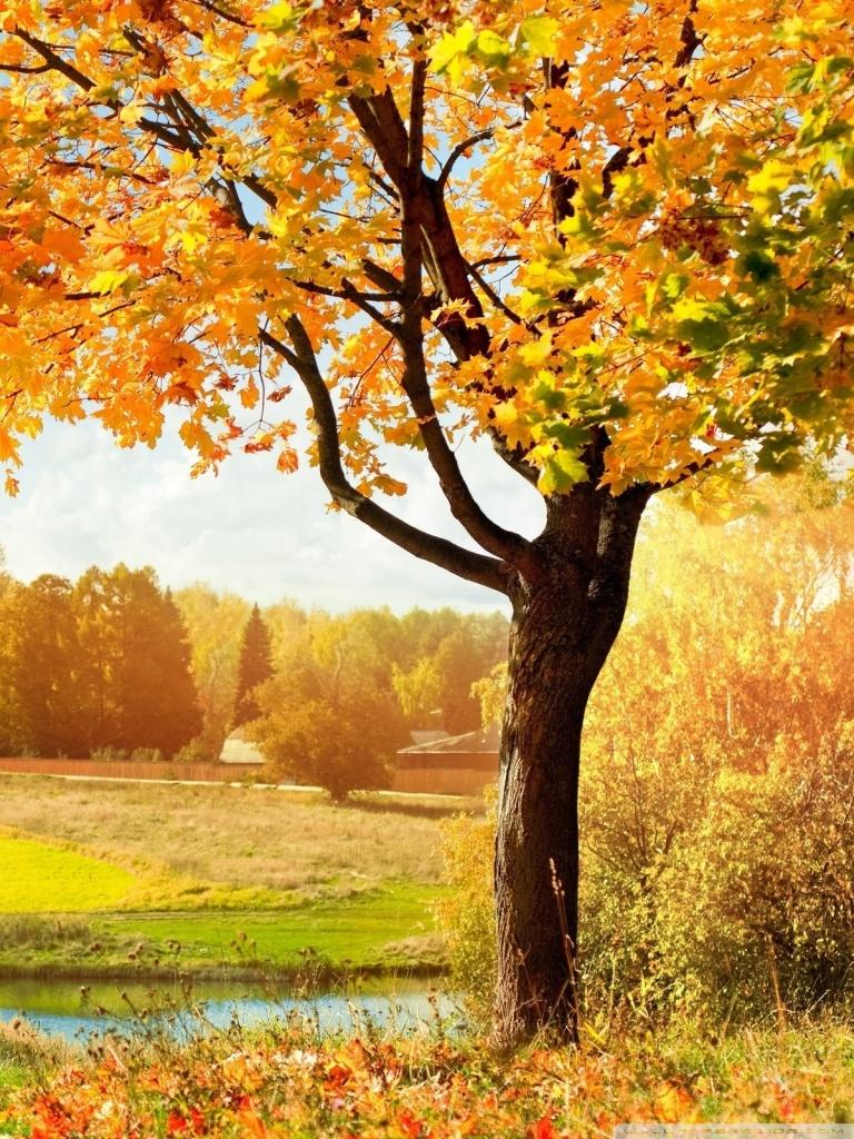 A Beautiful View Of Colorful Autumn Trees Ultra HD Desktop