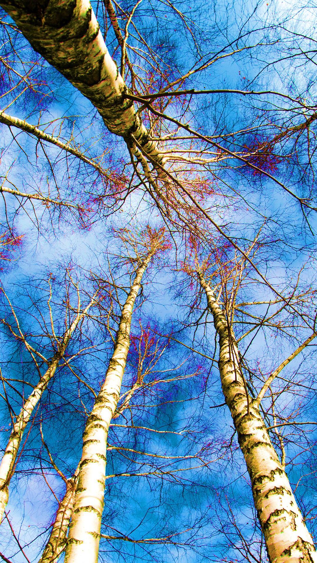 Blue Trees Free High Resolution Mobile Phone Wallpaper