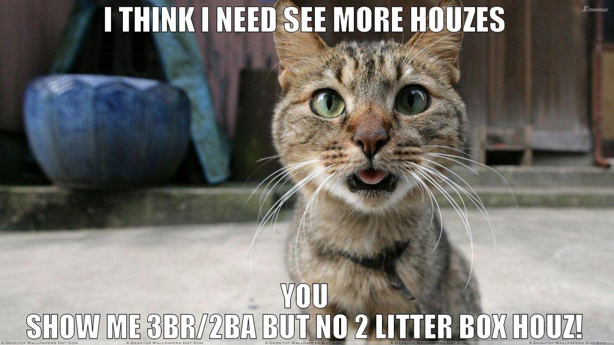 Cat meme quote funny humor grumpy (91) wallpaperx1080
