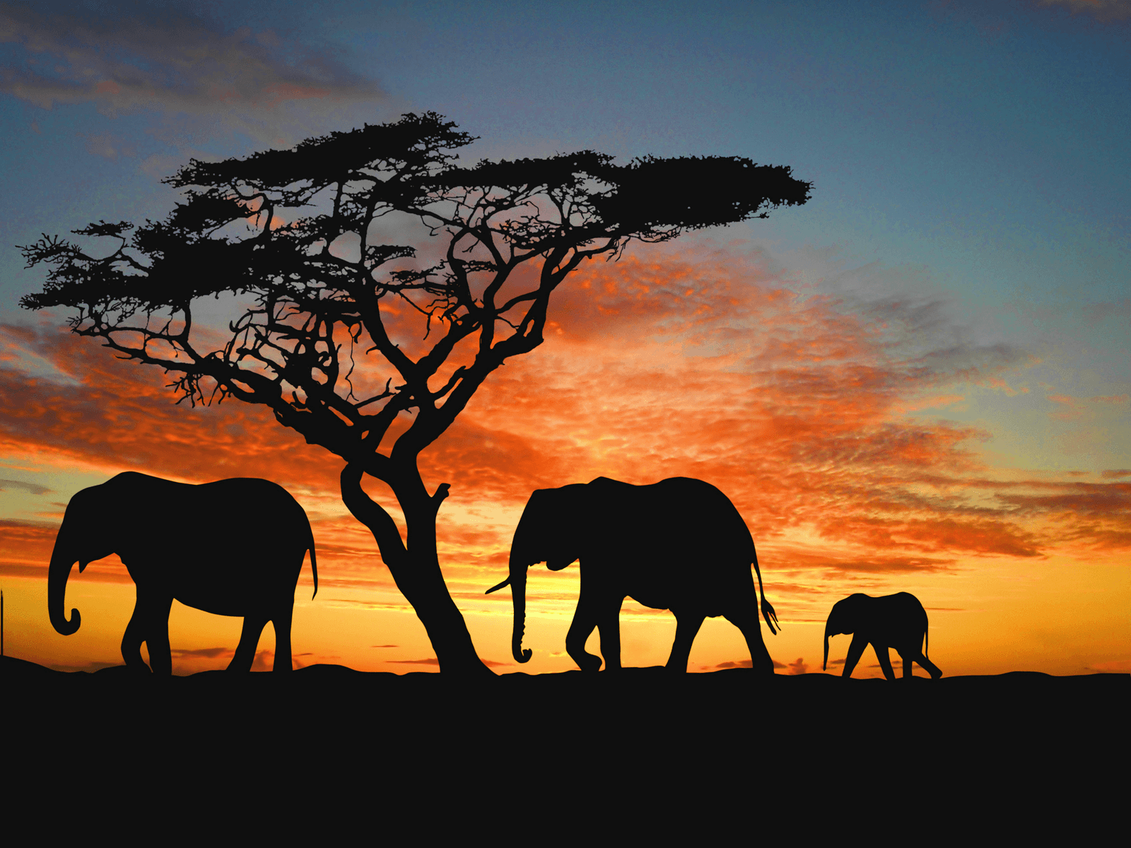 Sun and Earth Amazing Site. Family of African Elephants
