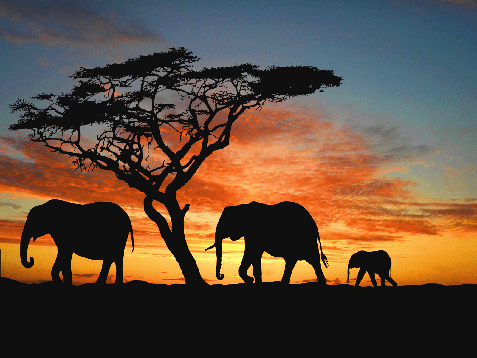 African Safari Elephants Wallpapers Wallpaper Cave