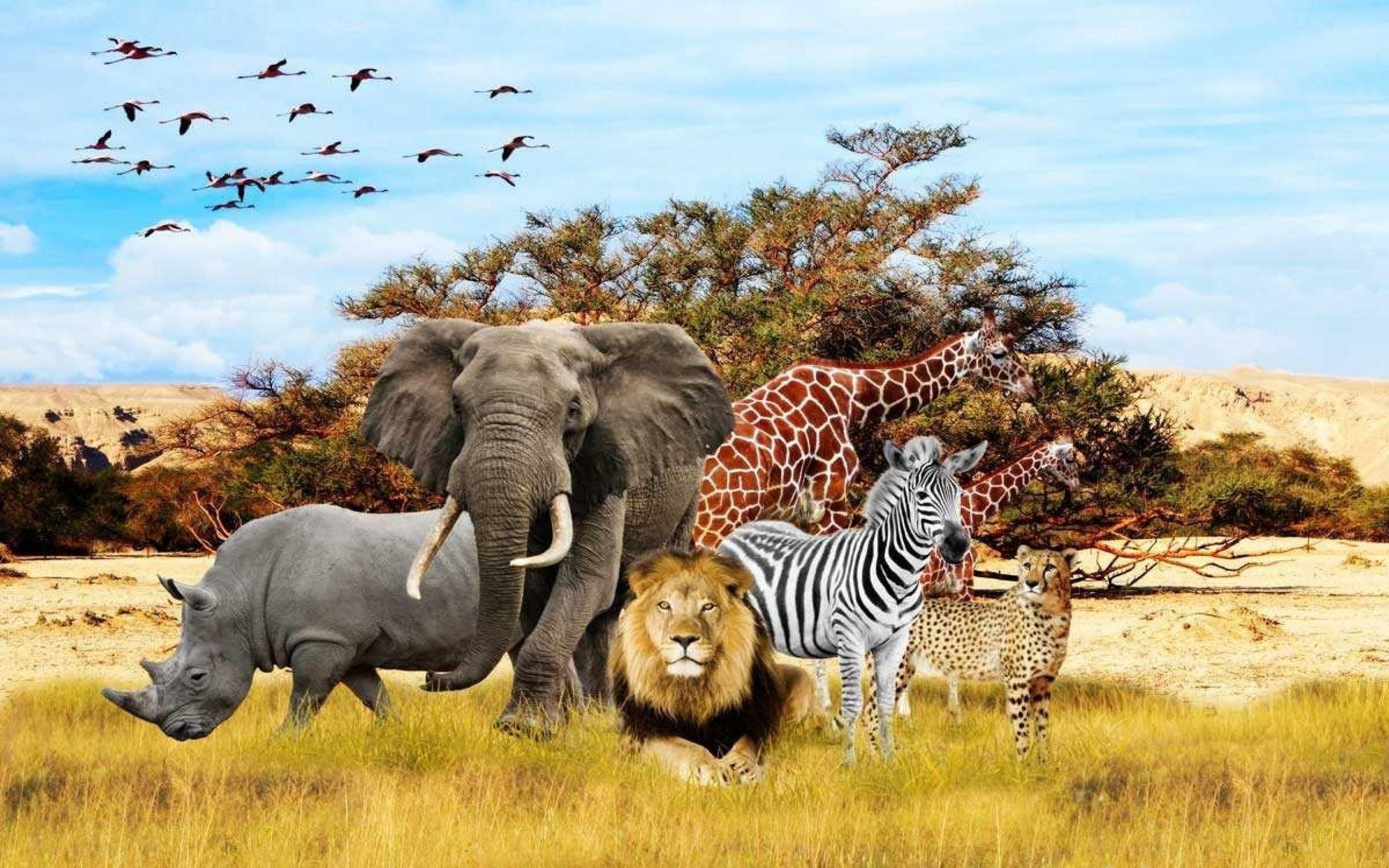 African Animals Wallpaper