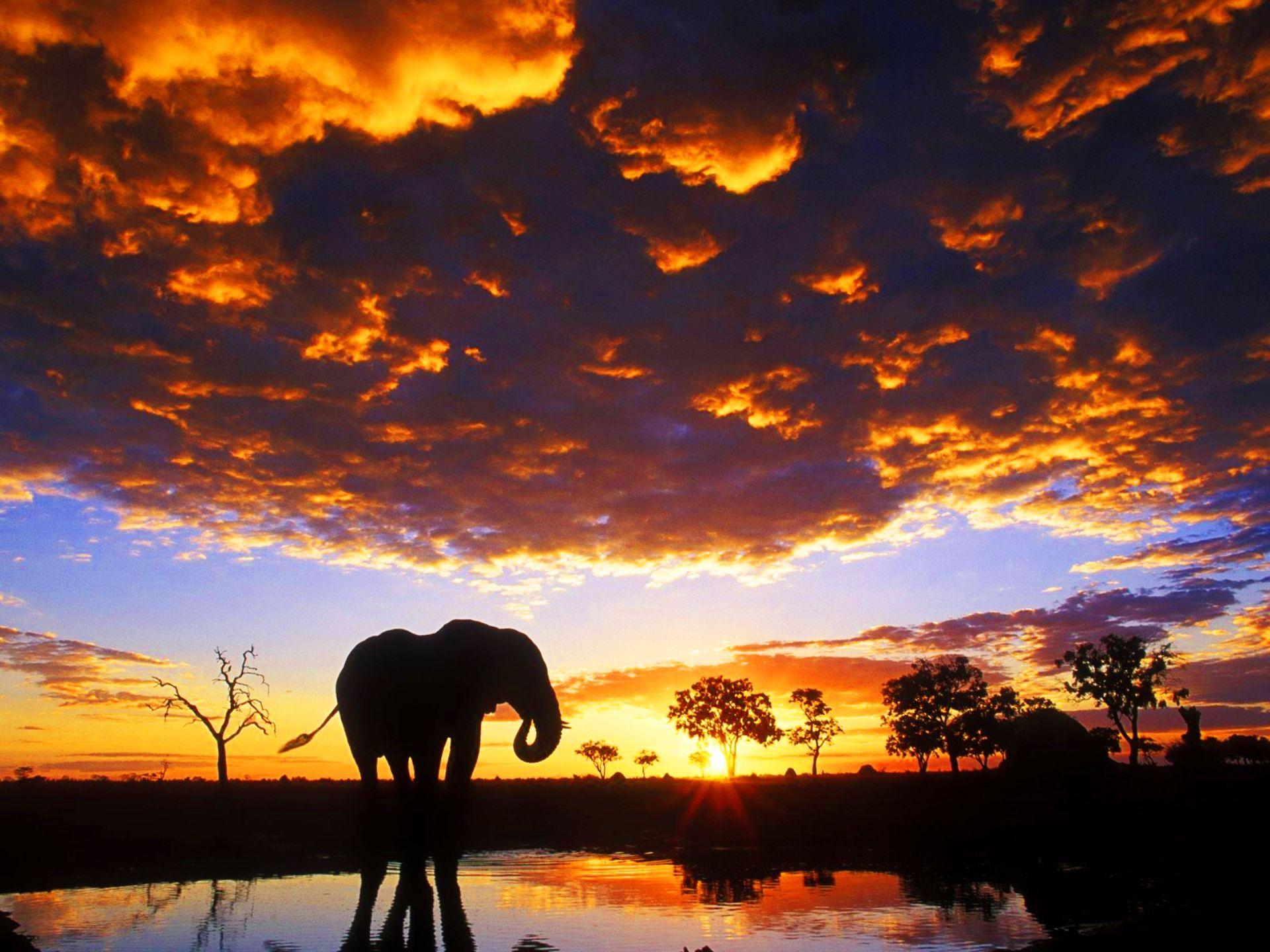 Beautiful Elephant Sunset HD Background. Elephant wallpaper