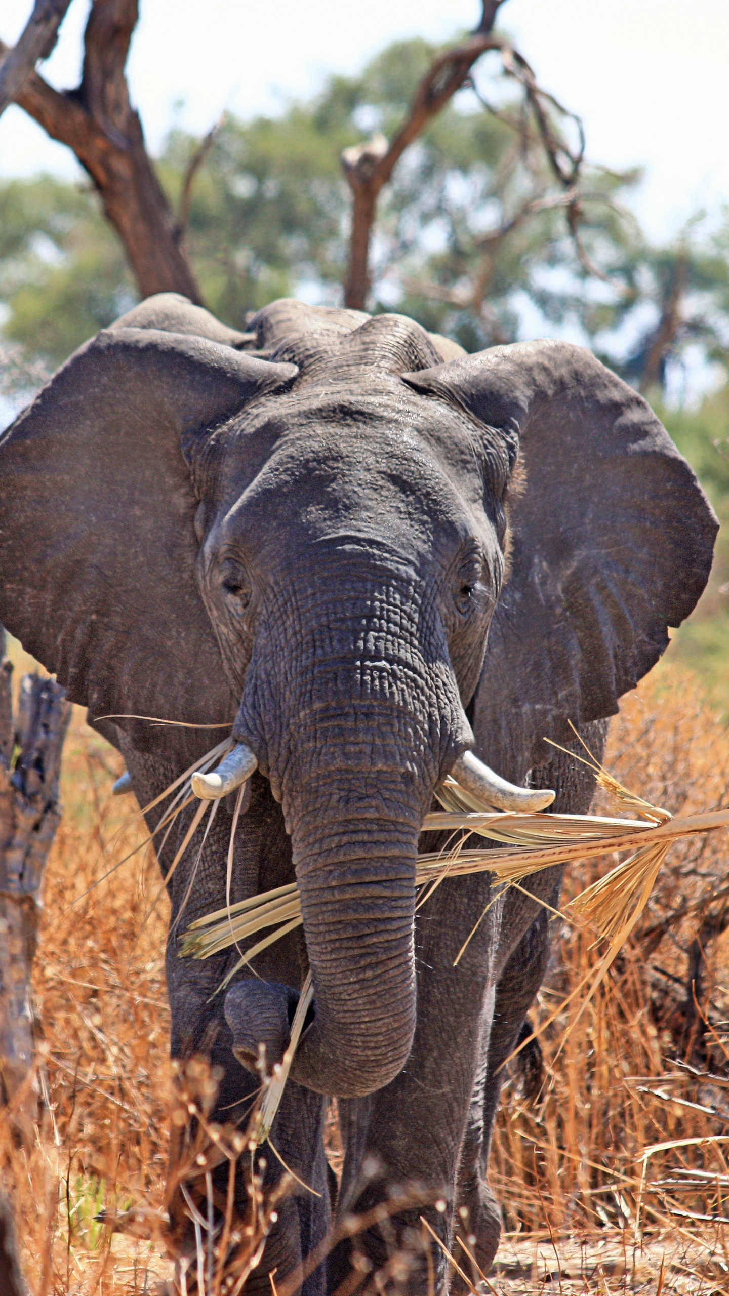 Download wallpaper 1440x2560 elephant, safari, africa, trunk