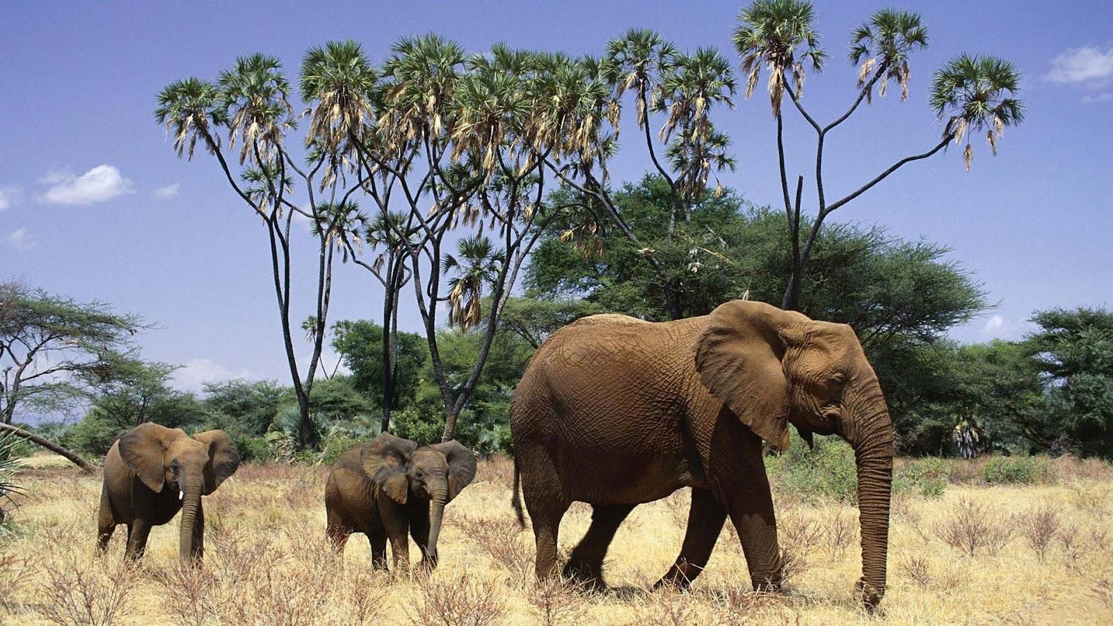 Picture of African elephants wallpaper. HD Animals Wallpaper