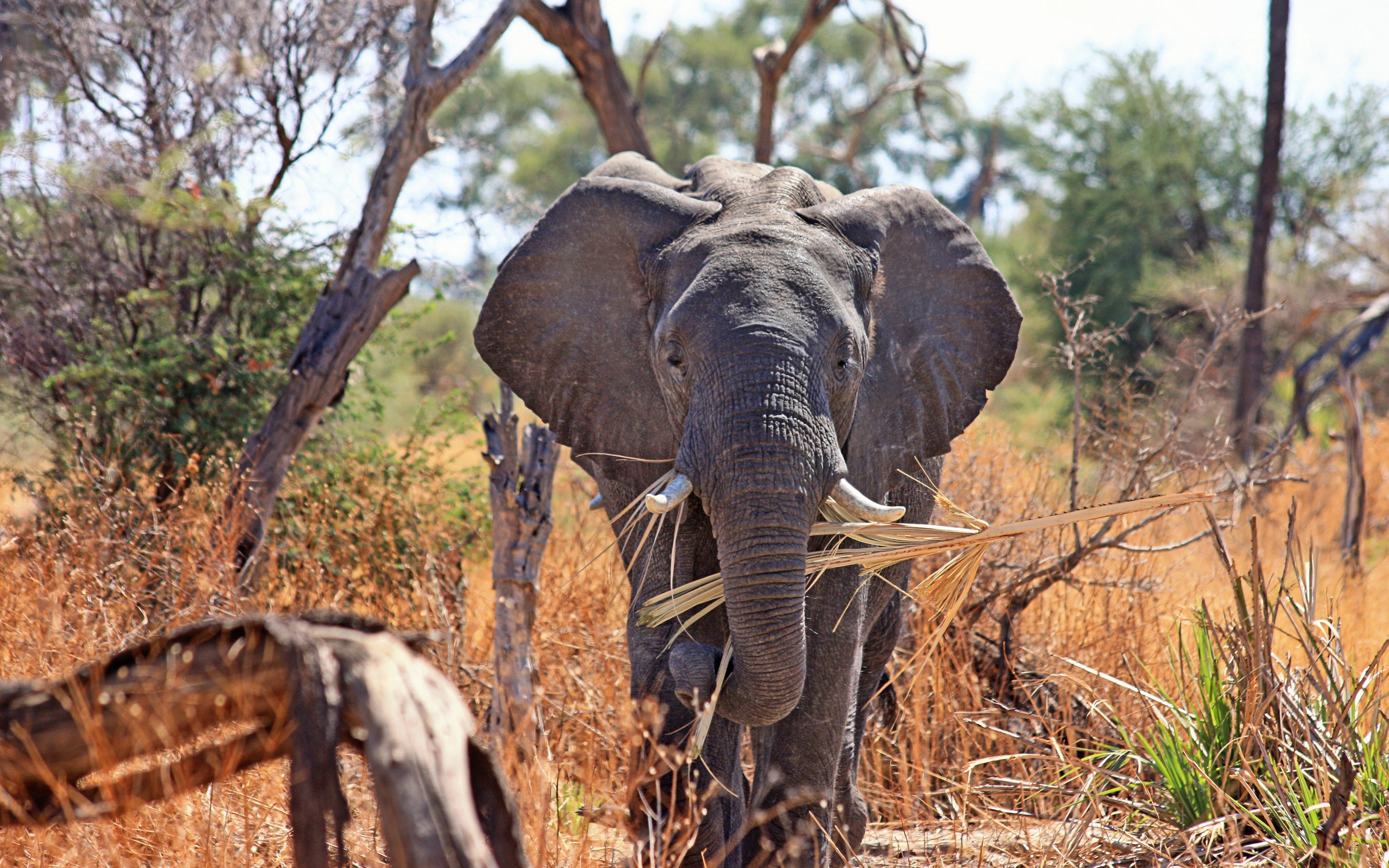 Download wallpaper 3840x2400 elephant, safari, africa, trunk
