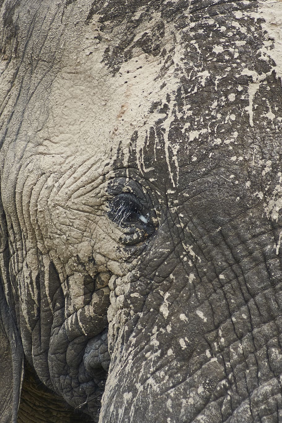 HD wallpaper: elephant, south africa, safari, nature, animal