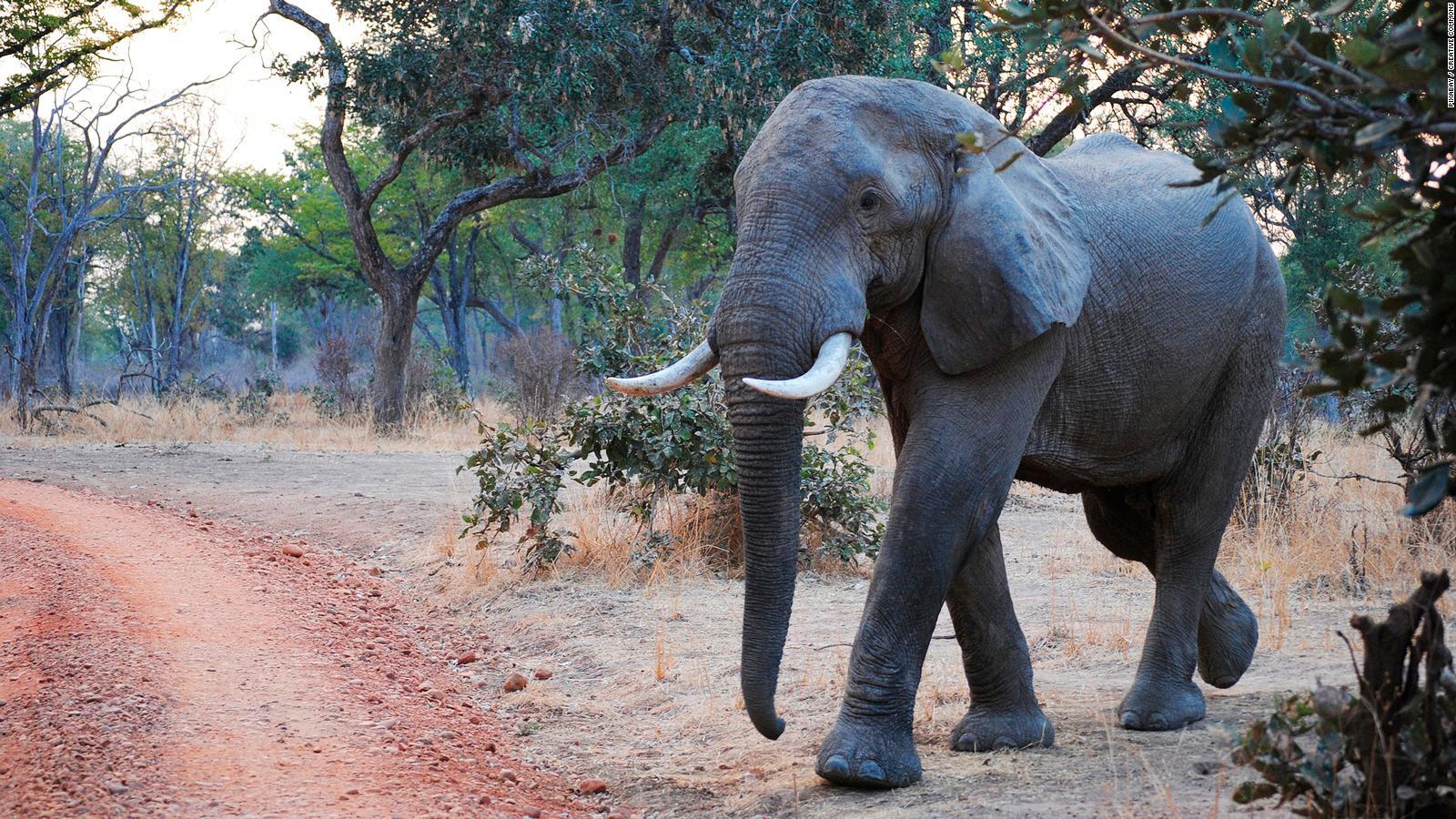 African safari: 8 best national parks to view wildlife. CNN