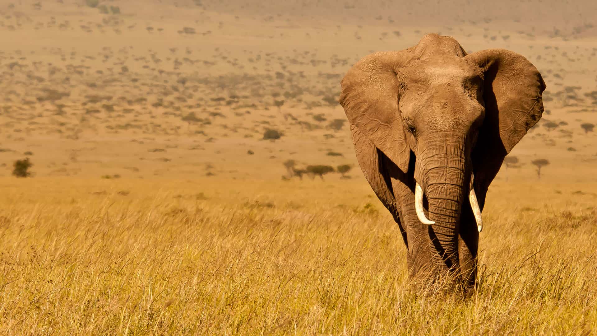 African Elephant Safaris & Holidays World Safaris