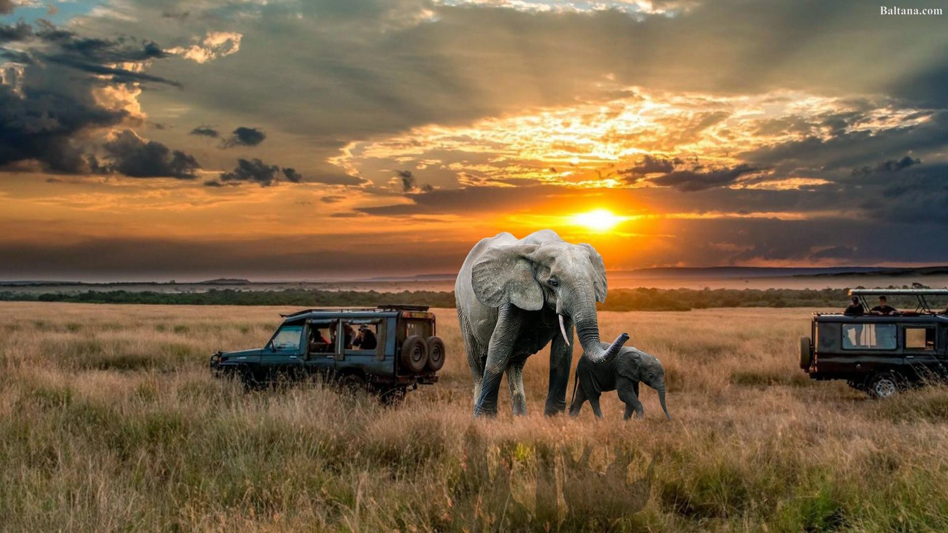 african safari background