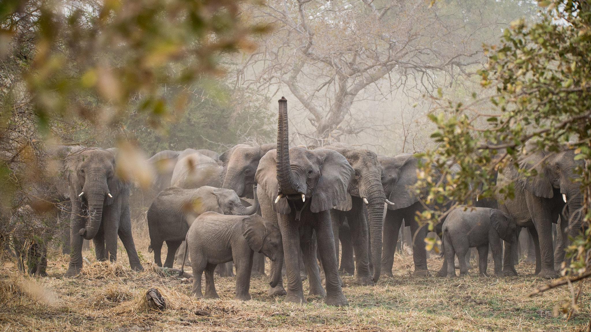 In Chad, the Elephants (So Many Elephants) Are Back