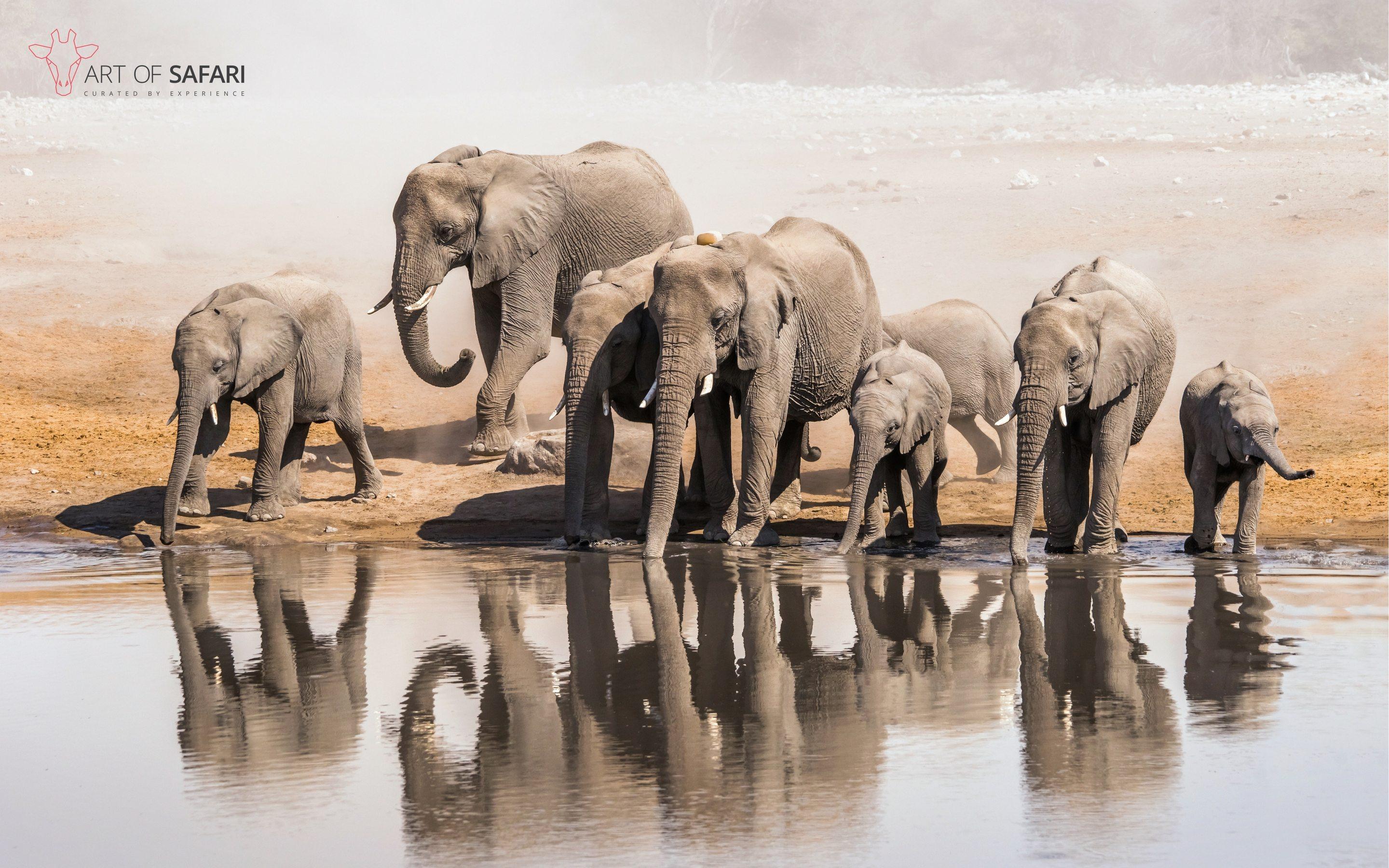 A Memory of African Elephant Drinking At A Waterhole. Art