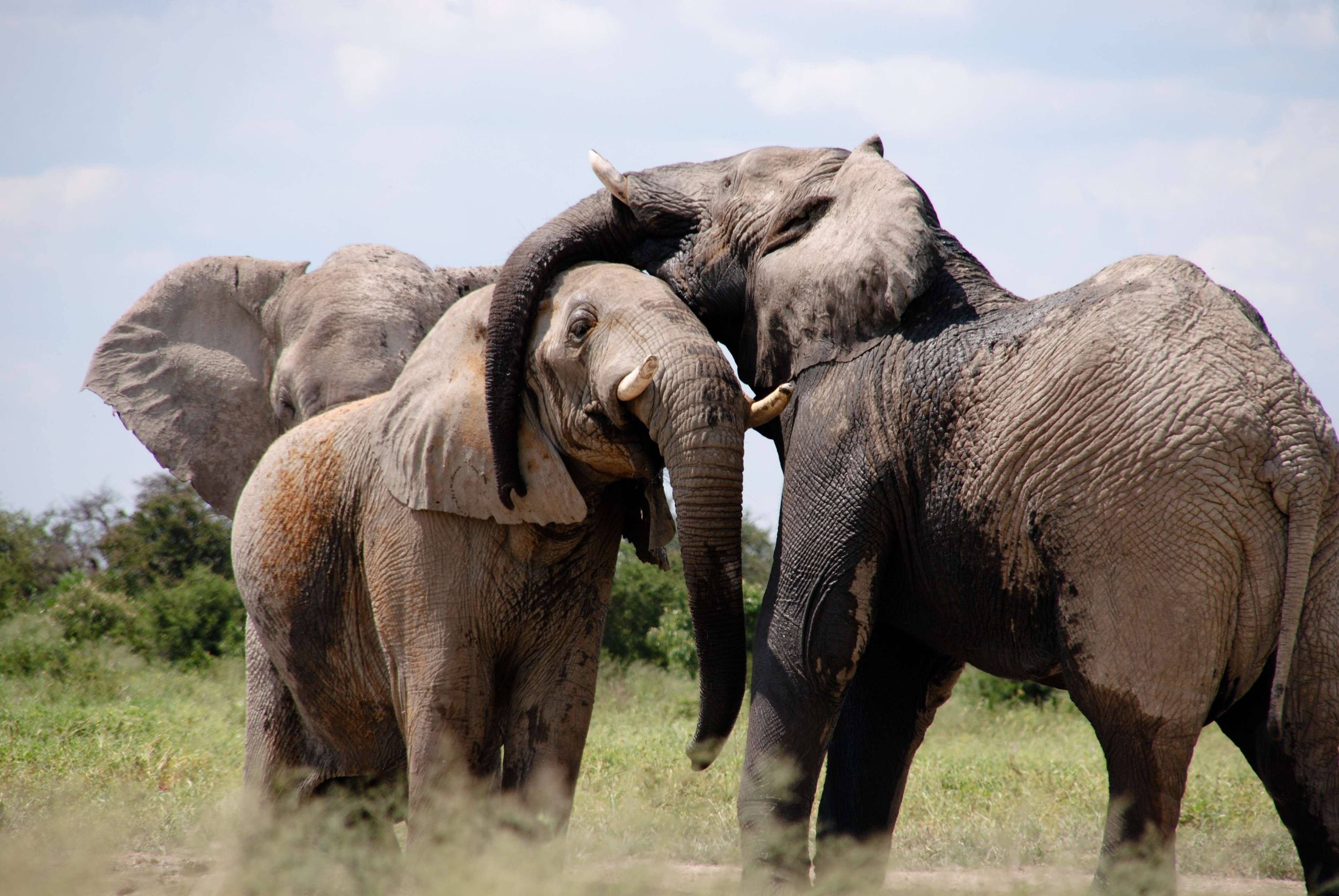africa, animal photography, animals, elephants, herd, safari