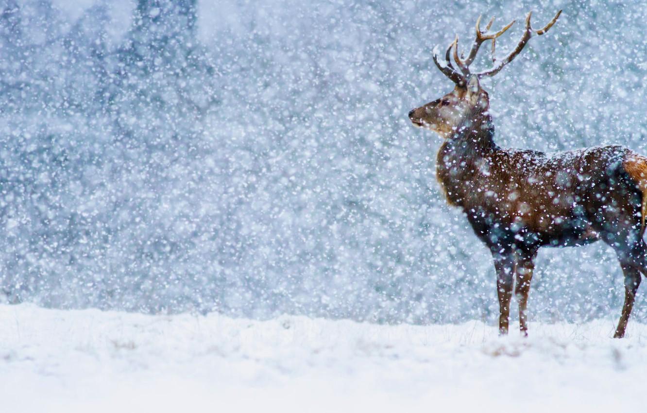 Wallpaper winter, snow, England, Derbyshire, red deer image