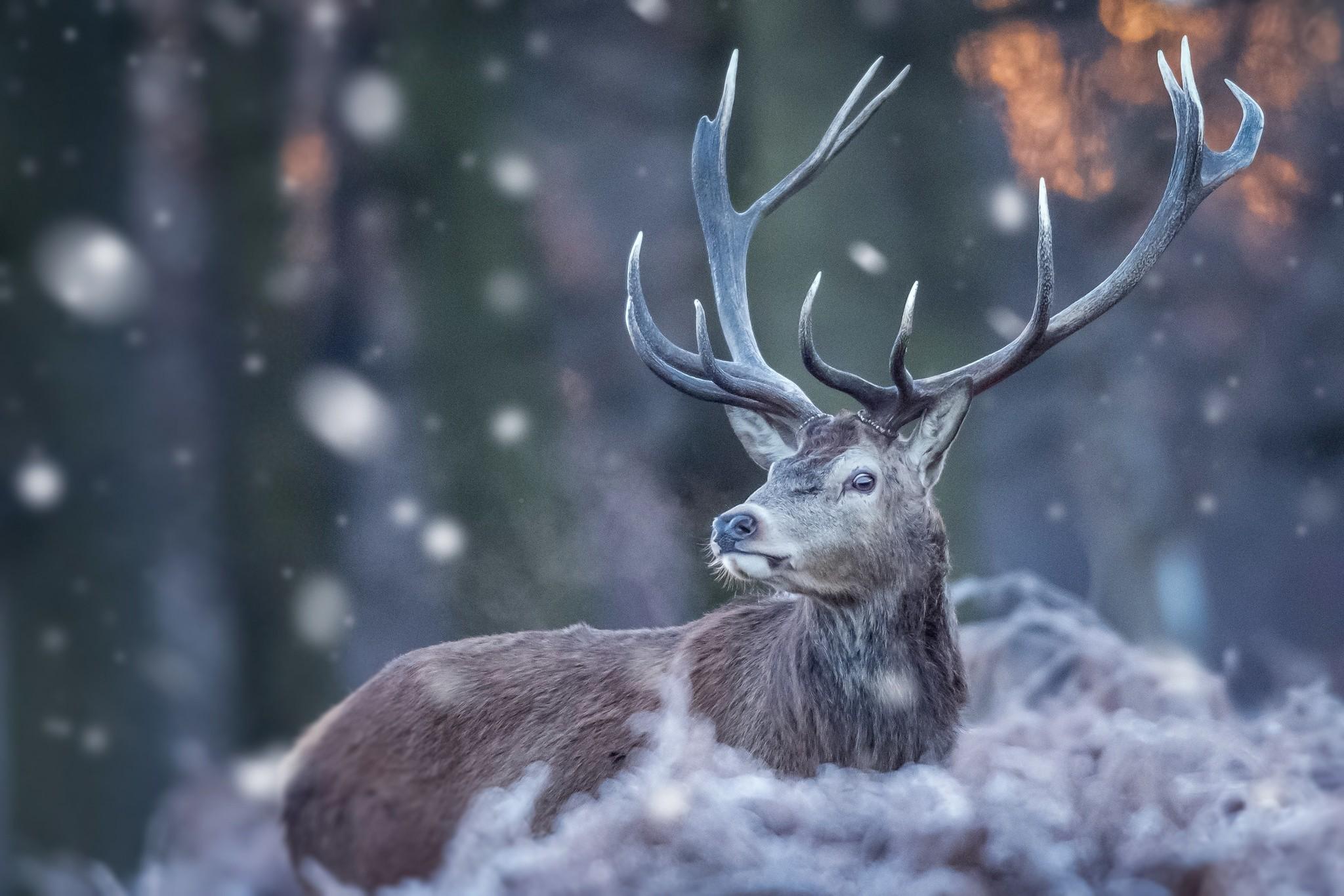Deer in Snow Wallpaper